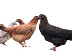 Marans kippen, leuke & mooie kippen, chocoladebruine eieren!, Dieren en Toebehoren, Pluimvee, Kip, Vrouwelijk