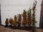beuk beukenhaag haagbeuk groene rode beuken fagus sylvatica, Ophalen, Beukenhaag, Haag, 100 tot 250 cm