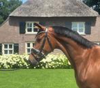 Aansprekende 3jr merrie v. Kjento, Merrie, Dressuurpaard, Zadelmak, 3 tot 6 jaar