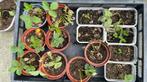 Aardbei plantjes, Overige soorten, Minder dan 100 cm, Ophalen of Verzenden, Halfschaduw