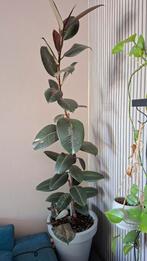 Ficus Elastica 'Ruby' in pot, Grote plant, Ophalen, Ficus, 100 tot 150 cm, Halfschaduw