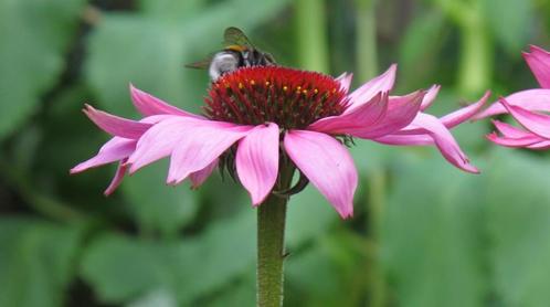 Vasteplantenborderpakket – Bijen & Vlinder Favoriet, Tuin en Terras, Planten | Tuinplanten, Vaste plant, Overige soorten, Ophalen of Verzenden