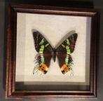 Mooi opgezette vlinder in houten lijst., Ophalen, Zo goed als nieuw, Insect, Opgezet dier