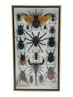 Insecten Box Verticaal | 18 Opgezette Insecten | 36x20 cm, Dieren en Toebehoren, Insecten en Spinnen, Overige soorten