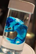 Diaphonizatie baby muis 4, skelet wet specimen taxidermie, Verzamelen, Dierenverzamelingen, Ophalen of Verzenden, Beeldje of Figuurtje