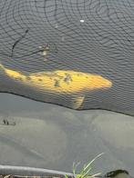 Koi Shiro utsuri II 45 cm, Dieren en Toebehoren, Vissen | Vijvervissen, Karper of Koi