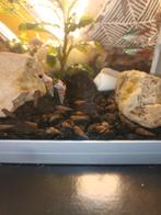 Ik verkoop slakken voor aquarium, Dieren en Toebehoren, Vissen | Aquaria en Toebehoren, Ophalen, Overige typen