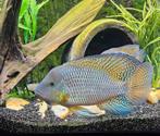 3 geophagus brasiliensis  + 1 sevrum, Dieren en Toebehoren, Vissen | Aquariumvissen, Vis