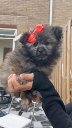 Lhasa apso x pomeriaan pups- Gezond, Lief & Sociaal, Overige rassen, 8 tot 15 weken, CDV (hondenziekte), Meerdere