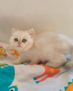 Britse korthaar en langhaar, Dieren en Toebehoren, Katten en Kittens | Raskatten | Korthaar, Meerdere dieren, Gechipt, 0 tot 2 jaar