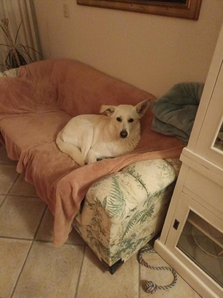 Witte Herder, Dieren en Toebehoren, Honden | Niet-rashonden, Groot, Reu, Particulier, Eén hond, Buitenland, 6 jaar of ouder, CDV (hondenziekte)