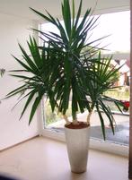 Yucca plant, Ophalen, 200 cm of meer, Halfschaduw, In pot