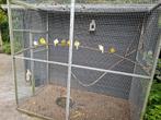 kanaries vorm en postuur, Dieren en Toebehoren, Meerdere dieren, Postuurkanarie