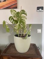 Monstera Variegata, Huis en Inrichting, Kamerplanten, Ophalen, 100 tot 150 cm, Overige soorten, Halfschaduw