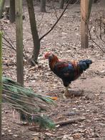 Araucana, Dieren en Toebehoren, Pluimvee, Mannelijk, Kip