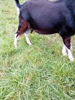 Gevraagd drachtige  grootte  geiten, Vrouwelijk, Geit