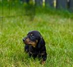 Dwergteckel pups, dwerg teckel puppies 🐾, Dieren en Toebehoren, CDV (hondenziekte), 8 tot 15 weken, Korthaar, Dwerg
