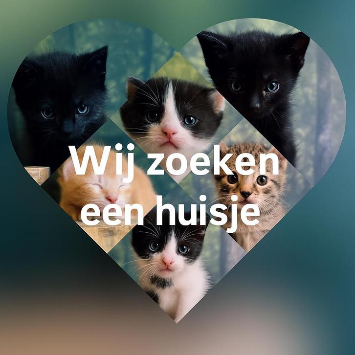 Prachtige kittens, zindelijk, onvlooid en ontwormd!, Dieren en Toebehoren, Katten en Kittens | Overige Katten, Kortharig, Geslacht onbekend
