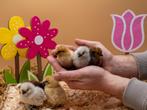 Zijdehoen USA kriel kuikens hennetjes gesekst en ingeënt, Dieren en Toebehoren, Pluimvee, Vrouwelijk, Kip