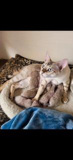 Bengaal kittens, Dieren en Toebehoren, Katten en Kittens | Raskatten | Korthaar, Meerdere dieren, Gechipt