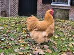 Lieve orpington haan buff, Dieren en Toebehoren, Pluimvee, Mannelijk, Kip