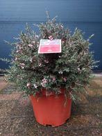 Leptospermum Scoparium 'Pink Queen' - Manuka H: 55 cm., Tuin en Terras, Planten | Tuinplanten, Volle zon, Vaste plant, Lente, Ophalen