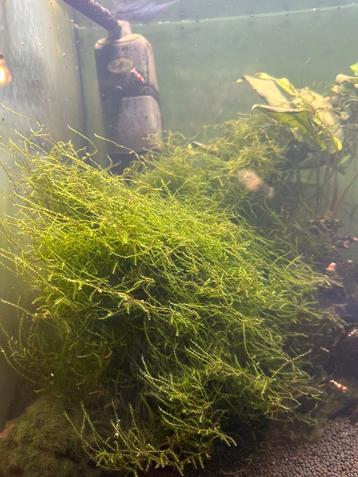 Java mos aquarium  beschikbaar voor biedingen