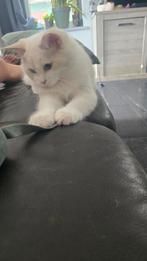 Super mooie fawn mink ragdoll kater eventueel fok., Dieren en Toebehoren, Katten en Kittens | Raskatten | Langhaar, Kater, Gechipt
