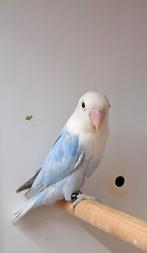 Te koop Fischrie blauw opaline dilute man, Dieren en Toebehoren, Vogels | Parkieten en Papegaaien, Mannelijk, Parkiet, Geringd