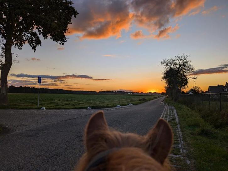 Verzorg(st)er gezocht voor pony, Scherpenzeel, Boeken, Dieren en Huisdieren, Paarden of Pony's, Ophalen of Verzenden