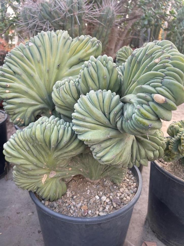 Cactus Myrtillocactus Geometrizans Cristaat Monstruosa, Huis en Inrichting, Kamerplanten, Cactus, Minder dan 100 cm, Bloeiende kamerplant