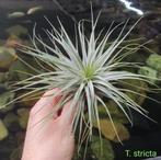 Tillandsia stricta, Ophalen of Verzenden, Overige soorten, Minder dan 100 cm