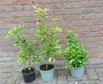 Kardinaalsmuts Euonymus
Groenblijvende struik,, Ophalen, Minder dan 100 cm