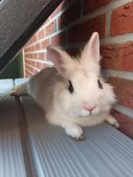 Konijn, Dieren en Toebehoren, Mannelijk, Middelgroot, 0 tot 2 jaar