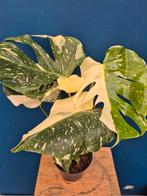 Monstera Thai Constellation p12 (7)