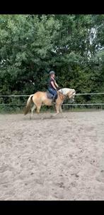 Grote haflinger ruin, Dieren en Toebehoren, Paarden, Ruin, Recreatiepaard