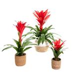 Partij kunstplanten Bromelia 73cm, Huis en Inrichting, Woonaccessoires | Kunstplanten en Kunstbloemen, Ophalen of Verzenden, Nieuw