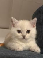 Britse korthaar kitten 24-06-25, Kater