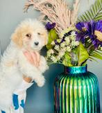 Super schattige maltipoo pup , laaste uit het nest teefje ., Dieren en Toebehoren, Overige rassen, CDV (hondenziekte), 8 tot 15 weken