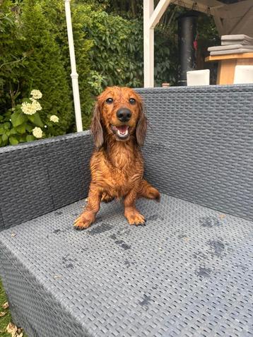 Lieve knappe dekreu, dwegteckel. beschikbaar voor biedingen