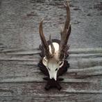 Reebok schedel met 3 geweien abnormale, Ophalen of Verzenden, Zo goed als nieuw, Hert, Schedel