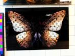 Prachtige LV Vlinder plexiglas schilderij, Ophalen of Verzenden