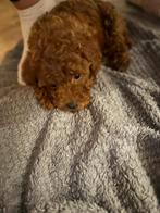 Toypoedel reu kleinblijvend, Dieren en Toebehoren, Honden | Chihuahua's en Gezelschapshonden, Poedel, 15 weken tot 1 jaar, Reu