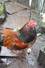 Tamme Brahma haan, Dieren en Toebehoren, Mannelijk, Kip