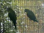 Bewezen koppel ara nobilis wegens stoppen hobby, Meerdere dieren, Papegaai
