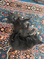 kittens te koop mix, Dieren en Toebehoren, Katten en Kittens | Raskatten | Korthaar, Meerdere dieren