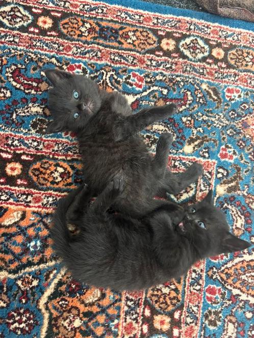 kittens te koop mix, Dieren en Toebehoren, Katten en Kittens | Raskatten | Korthaar, Meerdere dieren