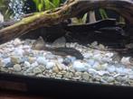 Borstelneus, Dieren en Toebehoren, Vissen | Aquariumvissen, Vis, Zoetwatervis