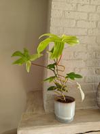 2 mooie philodendron florida ghost planten, Overige soorten, Ophalen of Verzenden, Minder dan 100 cm, Volle zon
