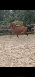 Super knappe 2,5 jarige hengst, Dieren en Toebehoren, Paarden, Gechipt, Dressuurpaard, Hengst, 3 tot 6 jaar